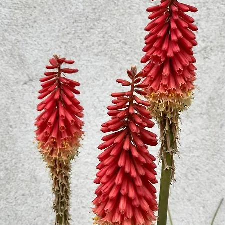 Navy & Co 4* Houesville