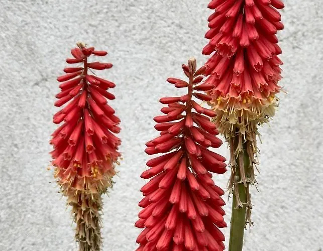 Navy & Co 4* Houesville